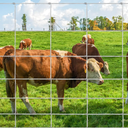 GarveeLife Cattle Farm Fence, 5 ft x 328 ft Galvanized Wire Fencing for Goat, Deer, Hog Yard Livestock Animals Protection
