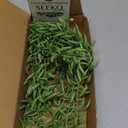 SEEKO Succulents Extra Large Fake Seaweed (Pack of 2, 33" Long) - Artificial Succulents Unpotted - String of Pearls