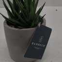 Bambeco Tabletop Bamboo Decoration Plant