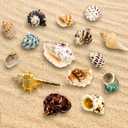 ECVLRTK 15 Pcs of Medium Hermit Crab Shells Natural Conch Size 1.3-3 in, Opening Size 0.6-1.5in. Growth Turbo Shells Suitable for Natural Hermit Crab Supplies Conch Ornaments