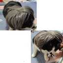 2 x Funny Dog Cat Cosplay Wig, Headwear Apparel Toy, Pet Costumes, Cat Dress up for Halloween, Christmas, Parties, Festivals, Dog Wigs for Small Medium and Large Dogs (Dark Grey)