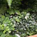 Artificial Green Boxwood Grass Panels: 20"x 20"(16P) UV Protected