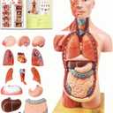 EVOTECH SCIENTIFIC 2026 New Human Body Model for Anatomy, 15 Pcs Removable 11 inch Human Torso Anatomical Model with Heart Head Skull Brain Skeleton, School Medical Education Display