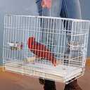 Large Portable Durable Metal Travel or Veterinary Easy Collapsable Parrot Bird Carrier Beaks Proof Carrier Cage Easy Clean Pull Out Tray Stainless Steel Feeder Bowls Natural Wooden Perch, Pattern Name: 24" x 16.5" x 20.5"H