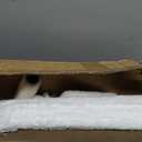 Bedsure 3-Level Indoor Cat Bed- Cat Condos Small Cat Tree for Multiple Kitties to Play Sleep,Hideaway Cave, Fluffy Ball, Scratching Post, 22.5x31.5x13, Grey