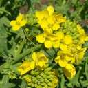 2 x 500+ Seeds Mustard - Vegetable Yellow