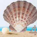 4 Pcs Polished Large Great Scallop Sea Shells 5~6 Inch,Brown Lion's Paw Baking Shells,Ocean Beach Seashells Perfect for Home Decoration, Art Craft, Vase Filler Fish Tank