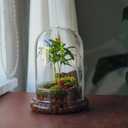 NCYP Glass Cloche Dome with Air Hole and Base, 5.9 x 5.9 x 8.2 Inches, Clear Terrarium Planter for Venus Flytrap, Small Plants, Home Indoor Tabletop Decoration (No Plants)