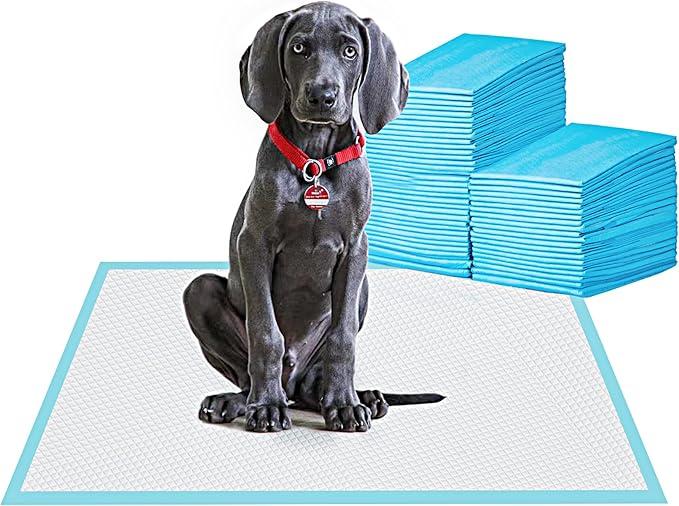 Basics Heavy Duty Dog and Puppy Pee Pads, 5Layer LeakProof Ultra Absorbent, QuickDry Surface, Potty Training, Regular (24x23"), 80 Count, Blue & White