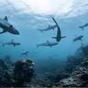 Decorative for Classroom Ceiling Light 36"x24" Feet Magnetic Light Covers Filter Easy Install for Office Hospitals & Home Drop Ceiling Supplies (Shark)