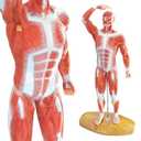 Miniature Human Muscle Anatomical Model - 1/3 Life-Size with Numbered Labels & Premium Wooden Base for Medical Science Education Study or Teaching