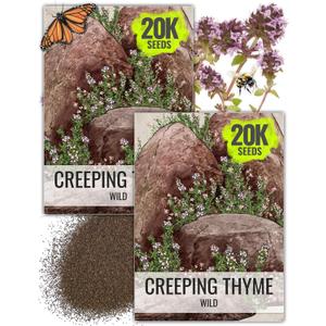 Seed Needs Wild Creeping Thyme Seeds to Plant Groundcover Flowers 2 Packs