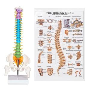 breesky Scientific Mini Spine Model, 15.5’’ Anatomical Spine Model with All Nerves, Human Anatomy Model with Stand for Instruction, Study and Display