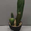 Artificial Cactus 16inch Faux Cactus Fake Cactus Potted Plants for Indoor Outdoor Home Offices Store Decor