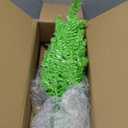 Vickerman 2' x 20" Lime Artificial Christmas Tree with 50 Lime LED Lights.