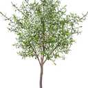 Niwellveb 8FT Fake Tree Artificial Olive Trees Artificial Indoor Realistic Potted Silk Indoor Large Fruit for Home Offices, Living Rooms, Bedrooms, Stairs and Foyer Decor (8 Ft Leaf Type)