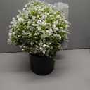 Set of 2 Artificial Boxwood Topiary Ball Trees for Front Door - Realistic Faux Aglaia Odorata Bush with Pot, Fake Eucalyptus Leaves Potted Plants for Porch Farmhouse Outdoor Decor (White-Green)