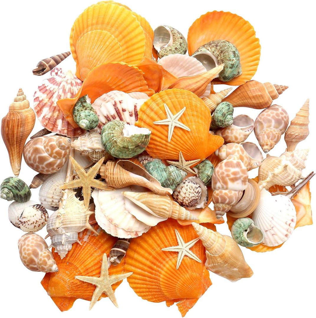 UEIEU gopiter Sea Shells - Beach Mixed Seashells - Various Size up to 2" Natural sea Shells for Crafting Fish Tank Vase Fillers Beach Theme Party Wedding Decor Home Decorations DIY Crafts (Color)