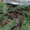 Faux Norfolk Pine Christmas Garland Real Touch Greenery Artificial Cedar Christmas Garland for Fireplace Mantel, Staircase, Door Frame, Holiday Indoor Winter Décor (9FT-2Pack)