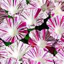 7 x Seeds Morning Glory Harlequin Mix Ipomoea Annual Flowers