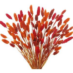 CISDUEO 100 Pcs Dried Fall Flowers Orange Natural Dried Pampas Grass Bunny Tails Bulk Decor Dried Flowers Bouquet Gem Grass for Autumn Vase Filler Floral Arrangements Boho Home Table Wedding Burnt Red