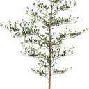 Artificial Black Olive Tree 7ft - Shady Lady UV Resistant Faux Olive Trees Indoor Outdoor Decor - Modern Aesthetic Tall Fake Plants with Pot for Home Office Living Room Patio Floor, VN140 (Green)