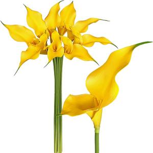 Yellow Calla Lily Artificial Flowers 29.5 Inch Long Stem for Tall Vase Durable Eva Material Fake Calla Lilies for Wedding Bouquet, Bridal Shower Decor, Home Centerpiece 9 Pcs Faux Arum Lilies