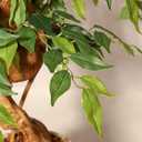 GarveeHome Ficus Artificial Tree with Curved Trunk5 ft Faux Plant Fake Silk Trees with White Pot, Fake Ficus Tree for Home Decor, Artificial Plants Indoor for Office Living Room
