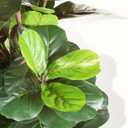LYERSE Artificial Fiddle Leaf Fig Tree - 6.5ft Faux Ficus Lyrata Plant with 108 Fiddle Leaves Fake Fig Silk Tree in Pot Artificial Tree for Indoor Outdoor Home Office Perfect Housewarming