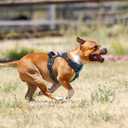 PoyPet No Pull Dog Harness, No Choke Front Lead Dog Reflective Harness, Adjustable Soft Padded Pet Vest with Easy Control Handle for Dogs(Blue,M)