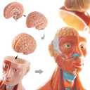 EVOTECH SCIENTIFIC 2026 New Human Body Model for Anatomy, 15 Pcs Removable 11 inch Human Torso Anatomical Model with Heart Head Skull Brain Skeleton, School Medical Education Display