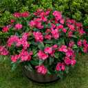 Nigirior Artificial Fake Flowers for Outdoor Dcor 6 Bundles UV Resistant Fake Plants for Planter Faux Impatiens for Home Porch/Garden StunningRose Red