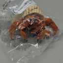 Safari Ltd. Hermit Crab Figurine - Detailed 4.5" Model Figure - Educational Toy for Boys, Girls, and Kids Ages 18M+