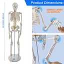 EVOTECH SCIENTIFIC Mini Human Skeleton Model for Anatomy, 33.5'' 1/2 Life Size Human Skeleton Model with Nervous System Removable Arms Legs and Stand for Medical Anatomical Study, Manual Included