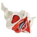 Female Pelvis Model with Pelvic Floor Muscles Perineal Model Female Anatomy Model 1:1 Life Size Human Skeleton Medical Science Educational Equipment Anatomy Medicine