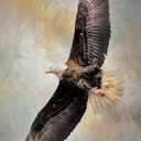 Eagle Picture 24"×18"
