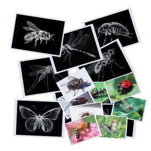 Thematic Animal X-Rays, Set of 16, Simulation Specimen, Science Education Materials for Kindergarten & Preschool, Light Table Accessories, Montessori & Reggio-Inspired (Insects)