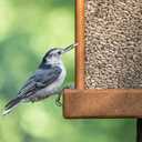 Morning Song Sunflower Hearts & Chips Wild Bird Food, No Mess Sunflower Seeds for Birds, 5.5-Pound Bag (EXP 09/10/27)