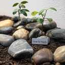 40 LBS Natural Large River Stones 4-7 Inch Pebbles for Water Features, Aquascaping, and Garden Pathways. Ideal for Enhancing Outdoor Landscaping and Creating Beautiful Natural Designs