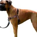 ShawnCo Dream Walk No-Pull Dog Harness- Adjustable, Comfortable, Easy to Use Pet Halter to Help Stop Pulling for Small, Medium and Large Dogs- Art Pattern Designs (Montana Daydream, M)