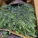 Outdoor Fake Hanging Fern Artificial Hanging Ferns 2 Pack, Large Faux Boston Fern Bushes, UV Resistant Outdoor Hanging Plants for Front Porch, Patio & Indoor Decor