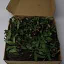 14" Green Preserved Olive Branch Wreath Home Decor Front Door Wall Window Spring Summer Fresh Mother's Day Decoration