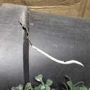 Nearly Natural 36in Artificial Triple Ball Boxwood Topiary Tree - Indoor Outdoor Realistic Faux Greenery for Home Patio Office Decor, Low Maintenance