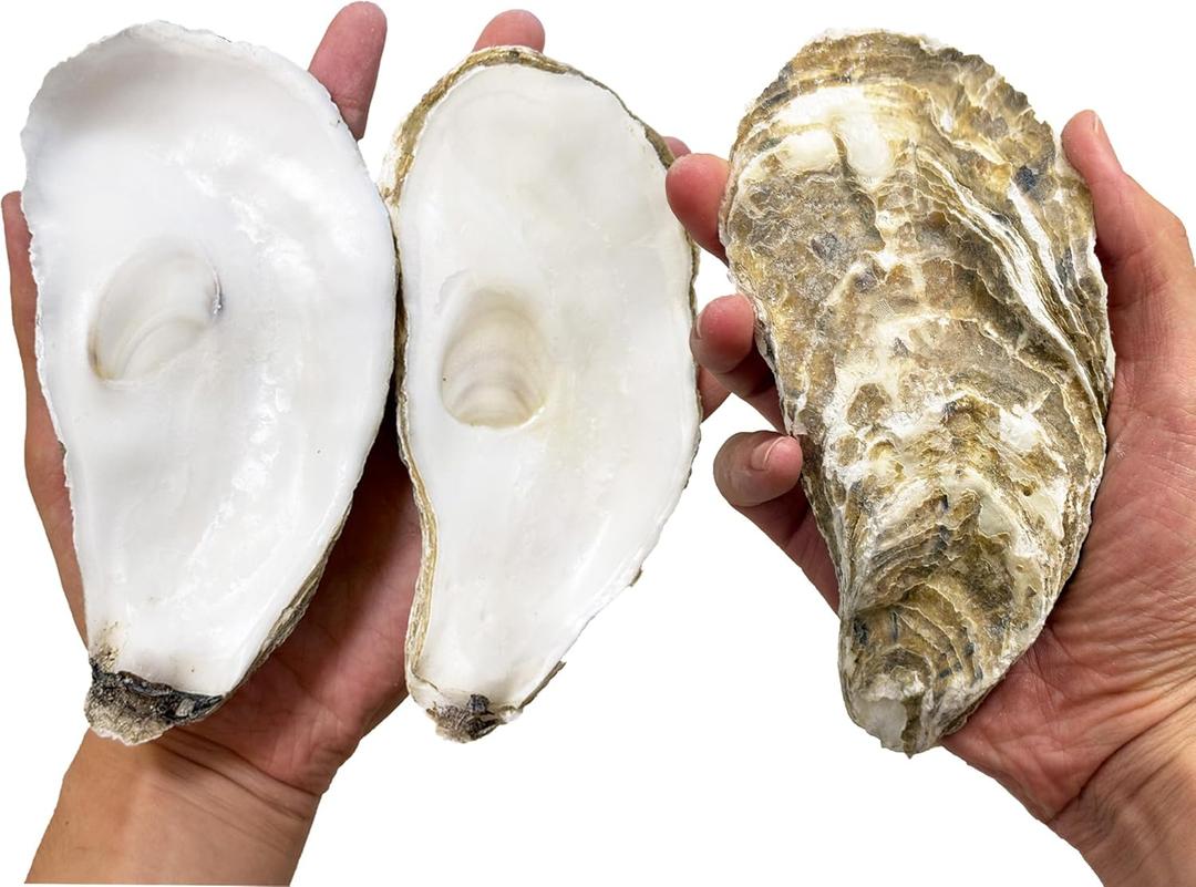 15 PCS Flat Oyster Shells for Crafts 5"-6" Flat Natural Oyster Shells Bulk for Home Decor Vase Filler-Sea Shells Handmade Arts and Crafts for Crafting Christmas Ornaments, DIY Painting