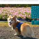 Best Pet Supplies Dog Poop Bags (240 Bags) for Waste Refuse Cleanup, Doggy Roll Replacements for Outdoor Puppy Walking and Travel, Leak Proof and Tear Resistant, Thick Plastic - Black