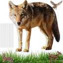 Coyote Yard Stake 30 x 24 Inch Realistic Coyote Design Weather Resistant PP Board for Lawn Yard Garden