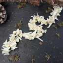 Taxidermy Real Fox Spine Decor - Model Animals Bones Specimen, Taxidermy Supplies for Science Education, Collection (Fox Spine)