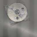 5.3 Inch LED Ceiling Fan Light Replacement, 15W 1500LM Triac Dimmable LED Module, 3000K/4200K/6500K 3 Color, ETL Listed Round Retrofit Light Board for Ceiling Lamp Bedroom Kitchen Living Room