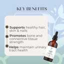 Horsetail Tincture – Alcohol-Free Herbal Extract for Hair, Skin, Nails & Bone Support – Vegan, Sugar-Free, Glycerin-Based Supplement – (1.7 Fl Oz)