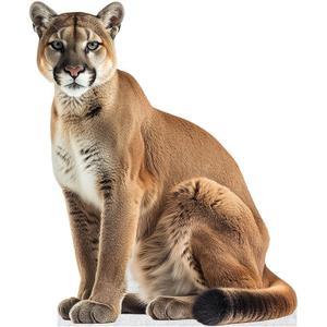 Cougar - Life Size Cardboard Cutout Standup People with Support Standee | Animals -